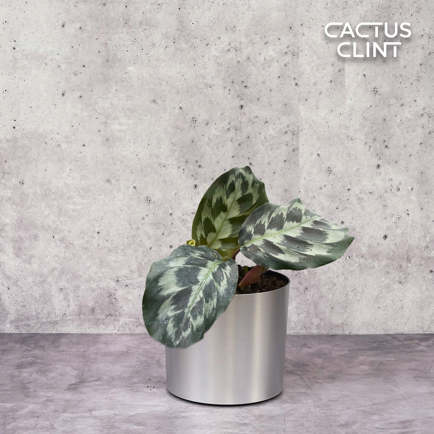 Calathea 'Kennedy' | Cactus Clint