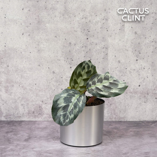 Calathea 'Kennedy' | Cactus Clint