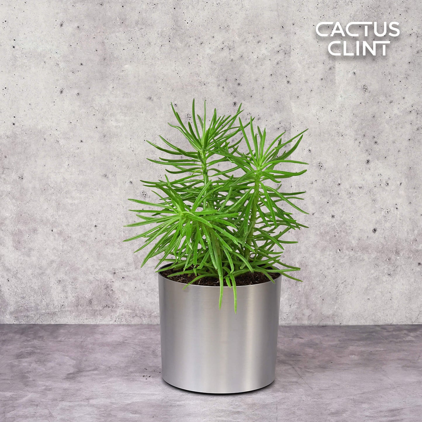 Succulent Senecio 'Himalayan' - 4" Pot | Cactus Clint