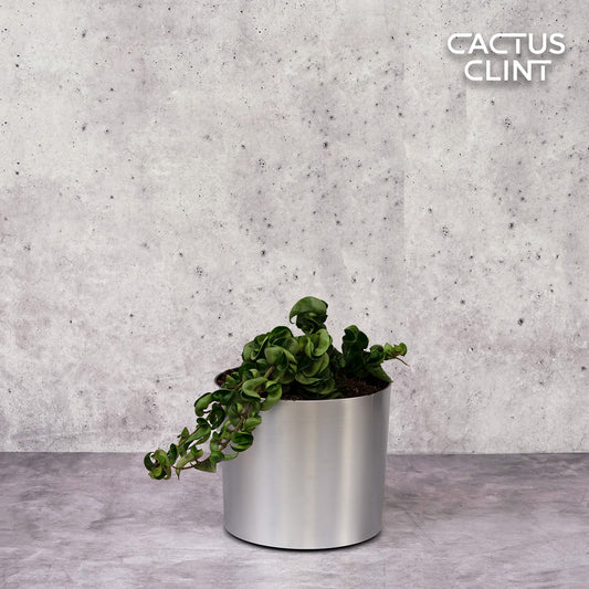 Hoya Rope Plant | Cactus Clint