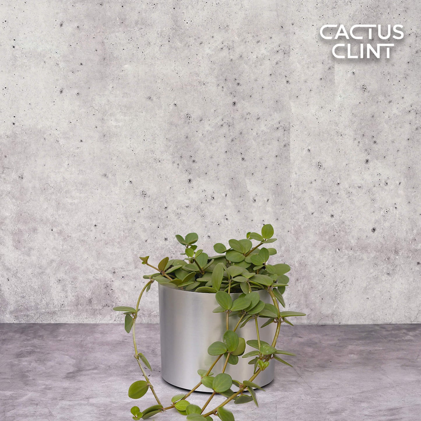 Peperomia 'Hope' | Cactus Clint