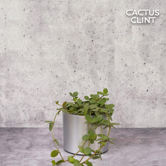 Peperomia 'Hope' | Cactus Clint