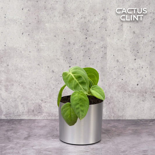 Syngonium 'Ice Frost' | Cactus Clint