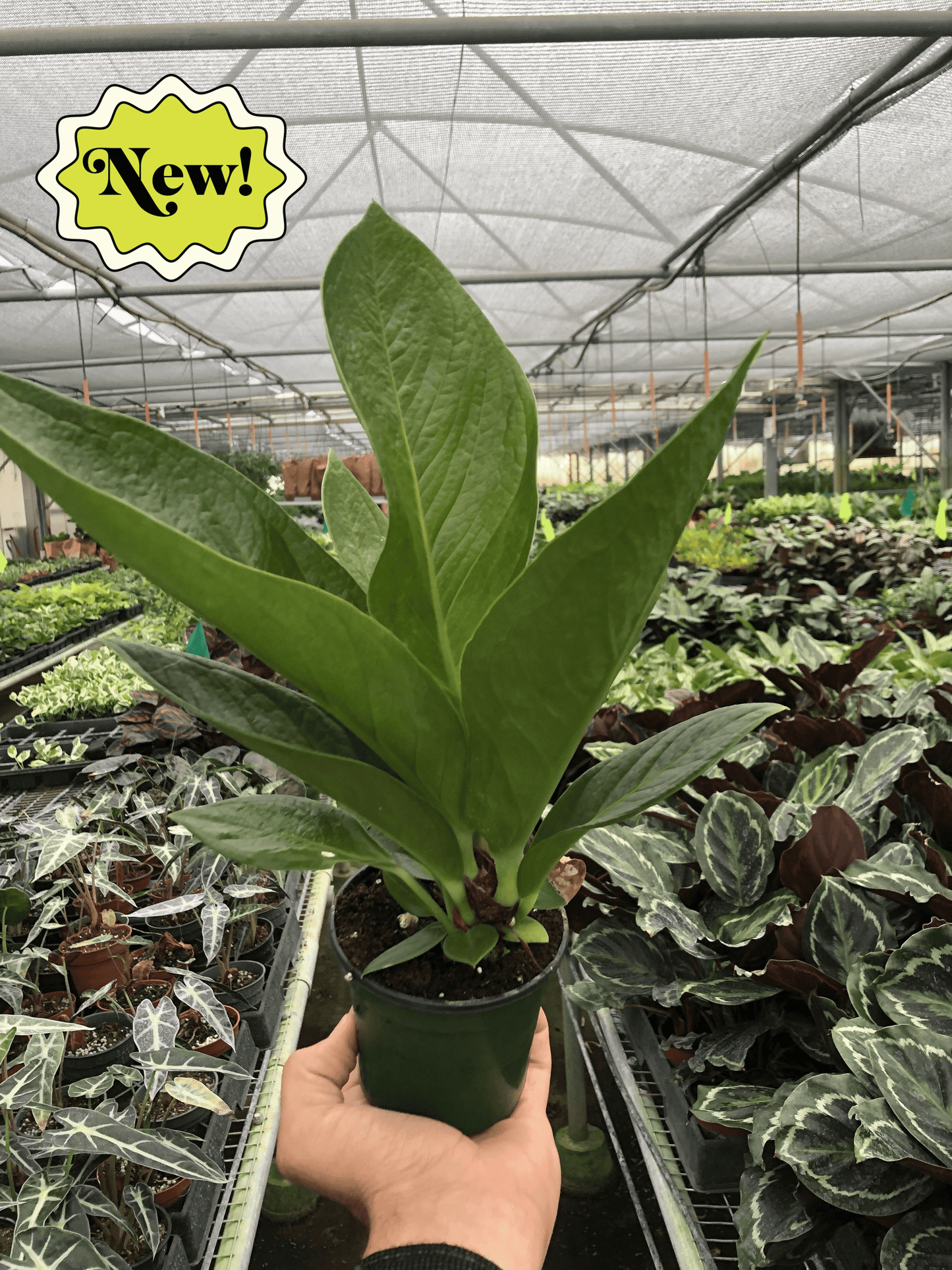 Anthurium 'Cobra' | Cactus Clint