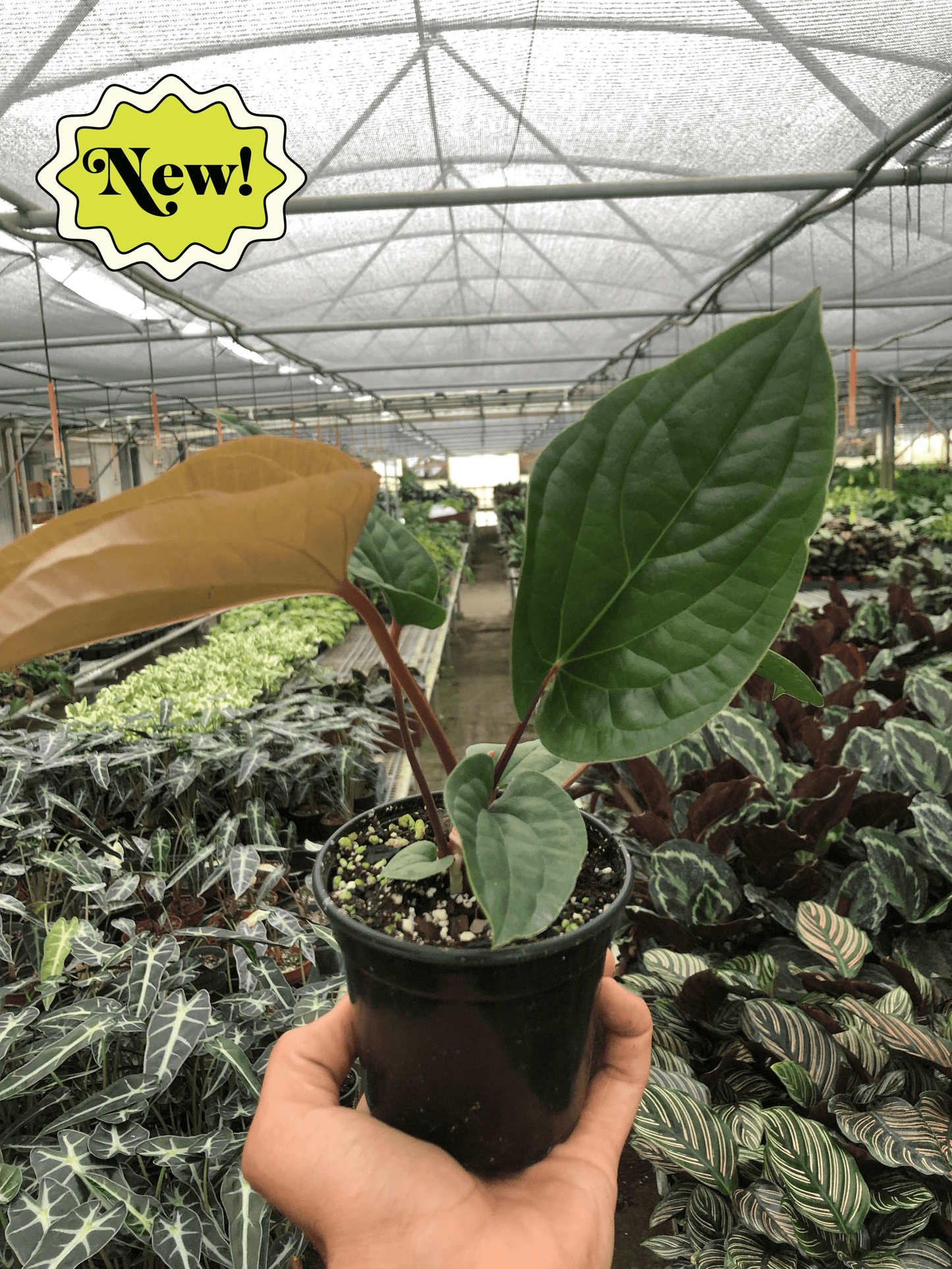 Anthurium 'Radicans x Luxurians' | Cactus Clint