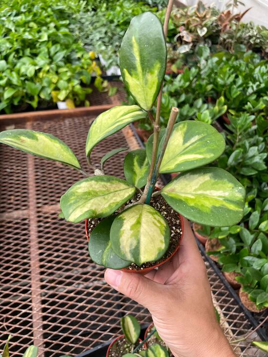 Hoya Obovata Reverse | Cactus Clint