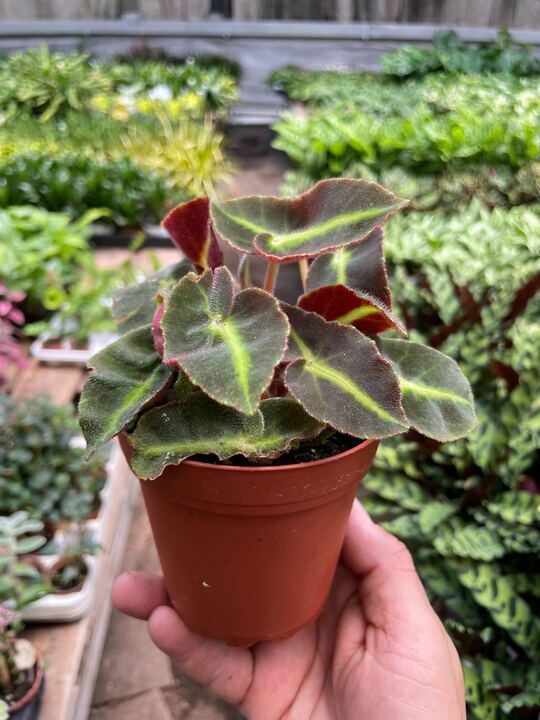 Begonia 'Striped' | Cactus Clint