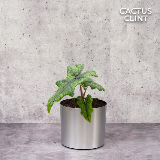 Alocasia 'Jacklyn' | Cactus Clint