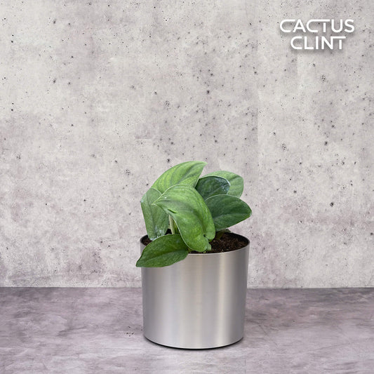 Pothos Jade Satin | Cactus Clint