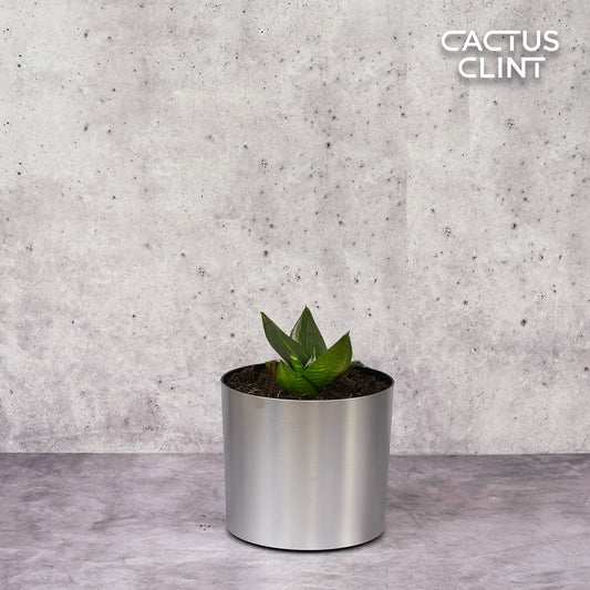 Snake Plant Jade | Cactus Clint