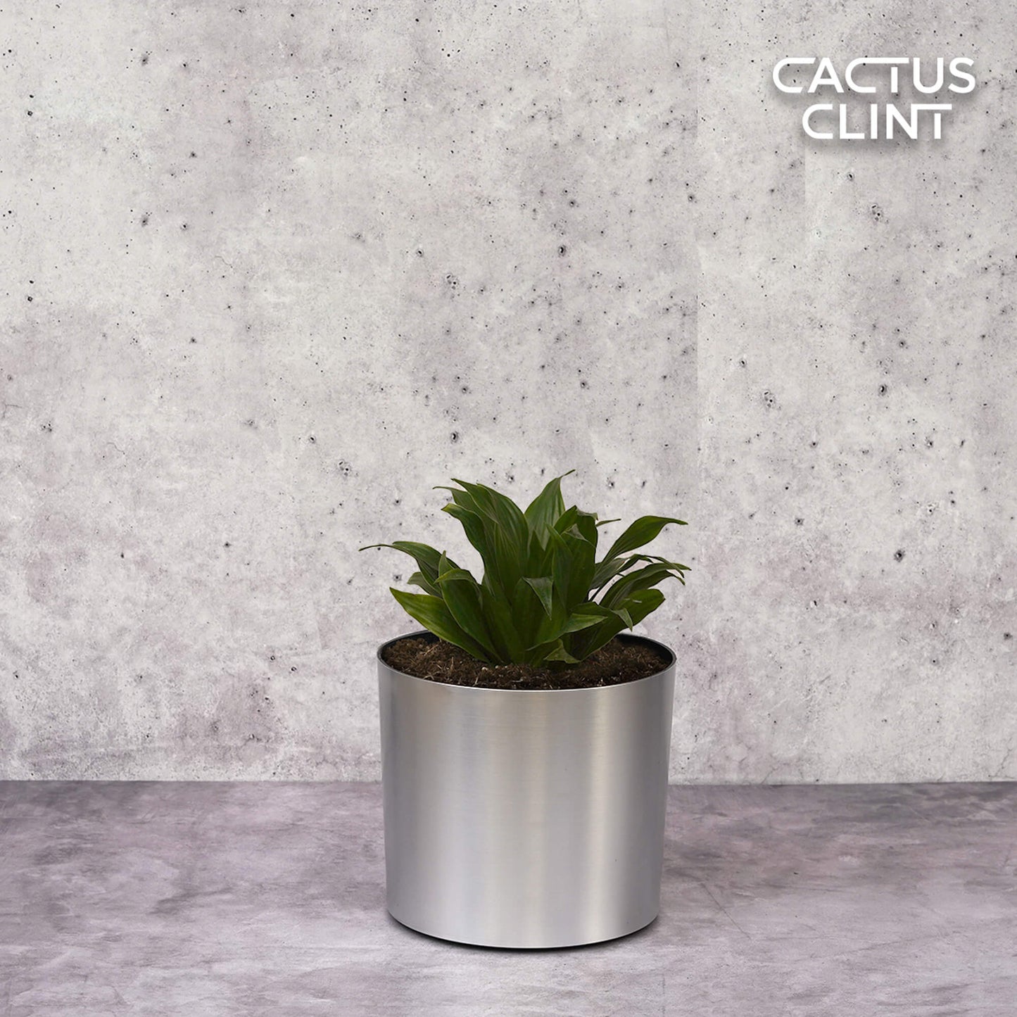 Dracaena 'Janet Craig' | Cactus Clint