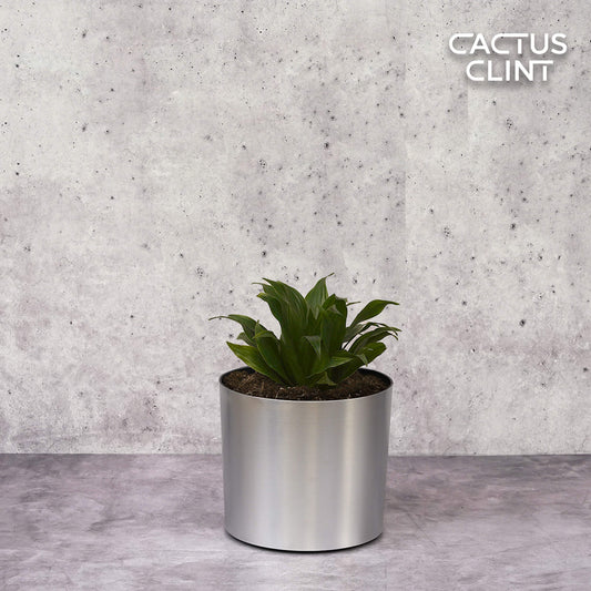 Dracaena 'Janet Craig' | Cactus Clint