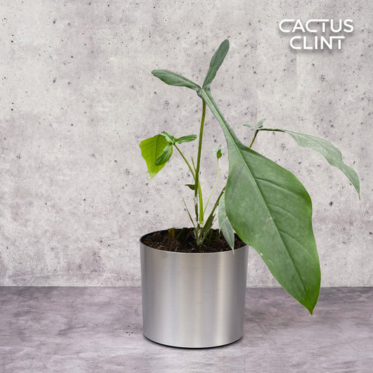 Philodendron 'Joepii' | Cactus Clint