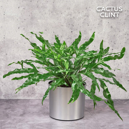 Fern 'Kangaroo Paw'
