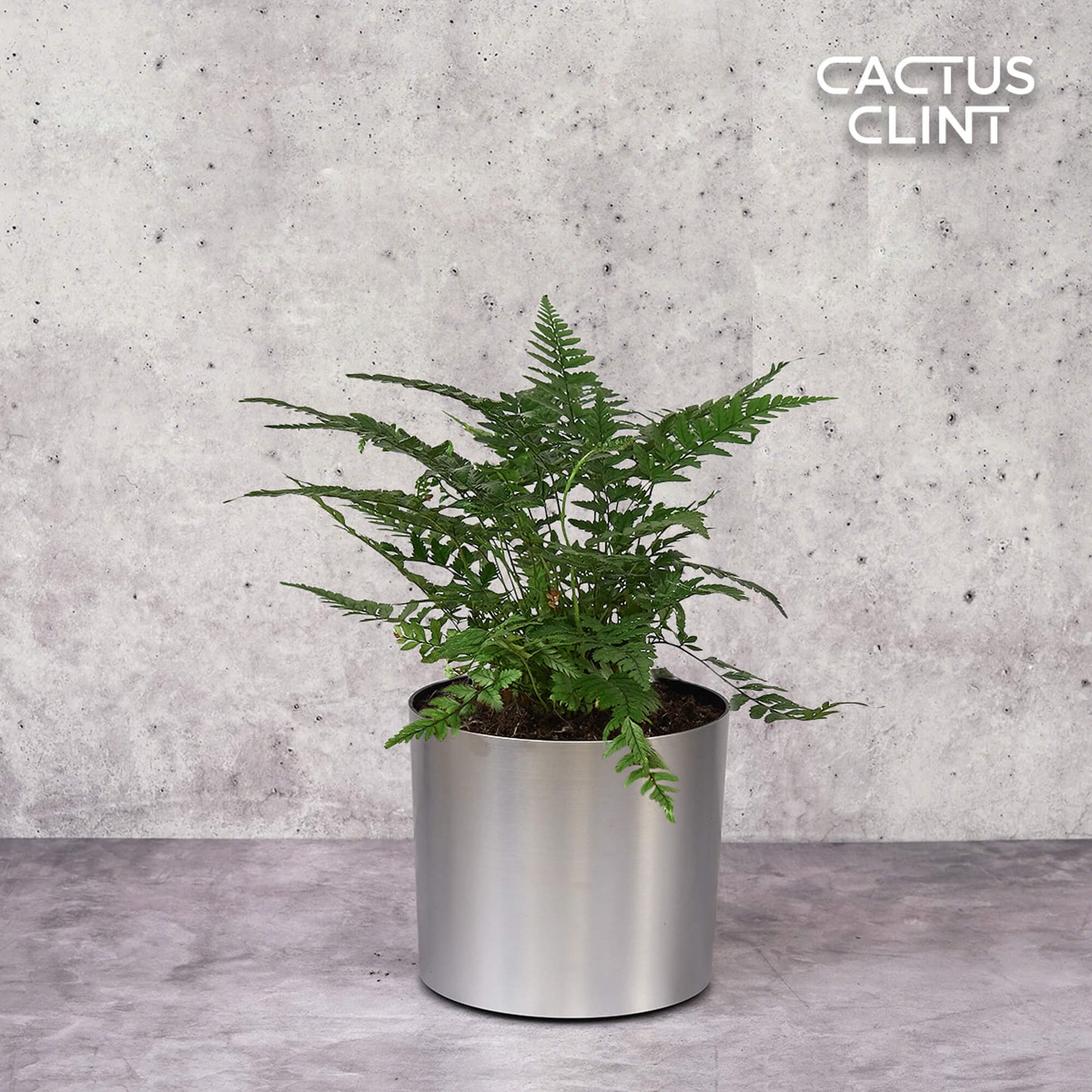Korean Rock' Fern | Cactus Clint