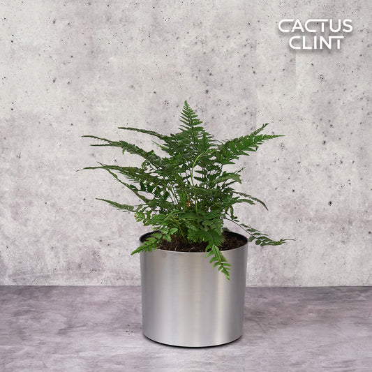 Korean Rock' Fern | Cactus Clint