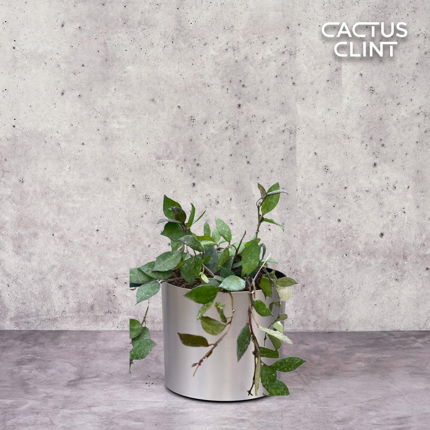 Hoya Krohniana Black | Cactus Clint