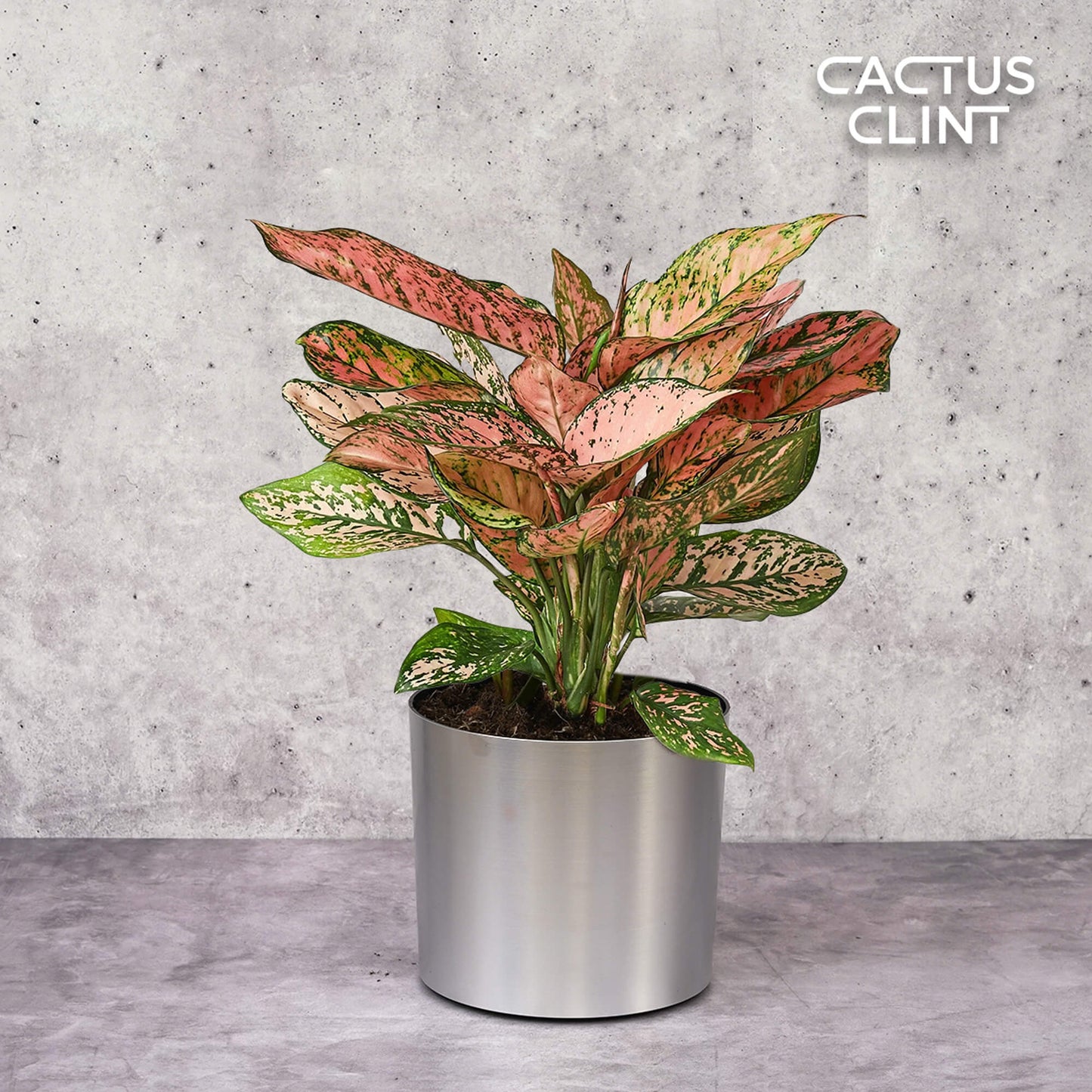 Chinese Evergreen 'Lady Valentine' | Cactus Clint