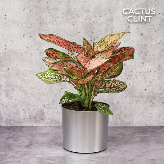 Chinese Evergreen 'Lady Valentine' | Cactus Clint