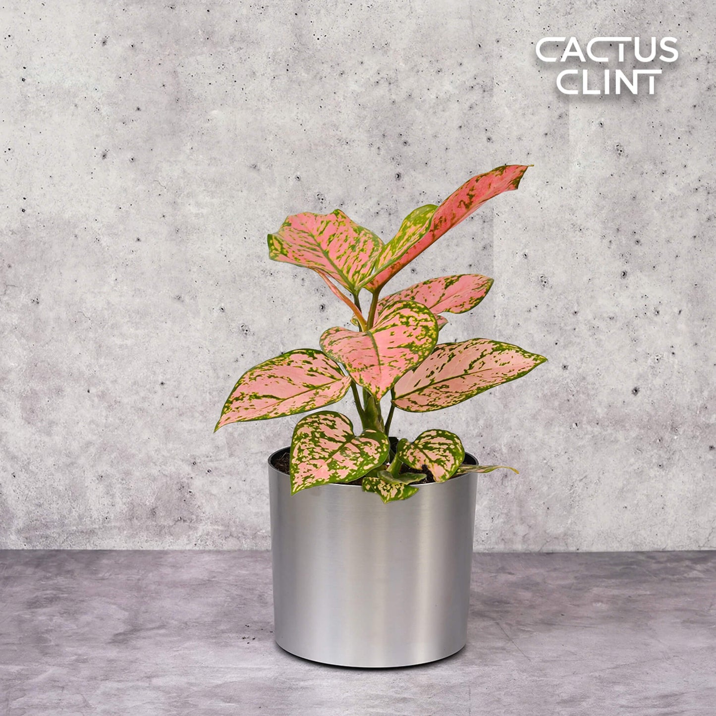Chinese Evergreen 'Lady Valentine' | Cactus Clint