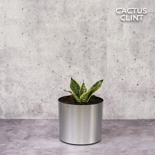 Snake Plant Laurentii Dwarf | Cactus Clint