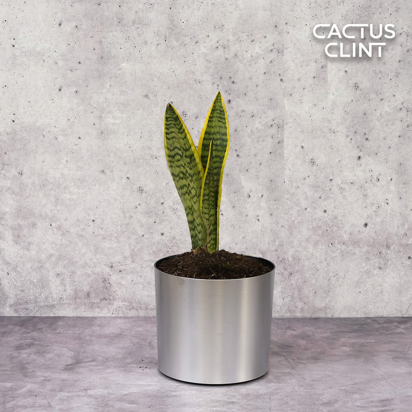 Snake Plant Laurentii | Cactus Clint