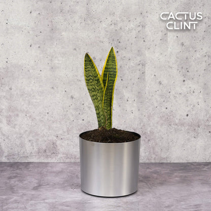 Snake Plant Laurentii