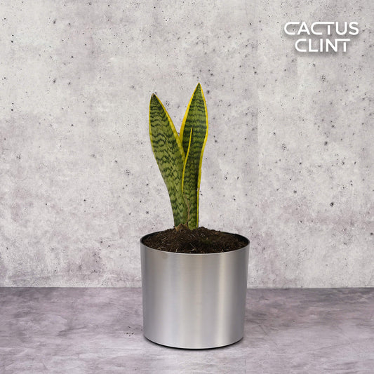 Snake Plant Laurentii | Cactus Clint