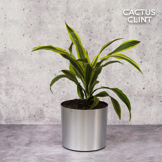 Dracaena Deremensis 'Lemon Lime' | Cactus Clint