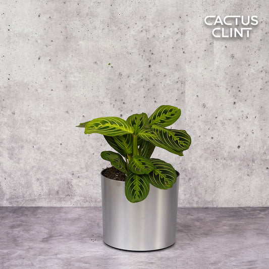 Maranta 'Lemon Lime' | Cactus Clint