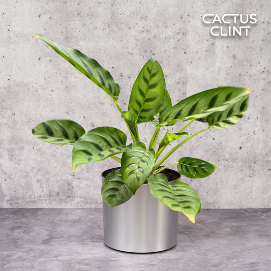 Calathea Leopardina | Cactus Clint