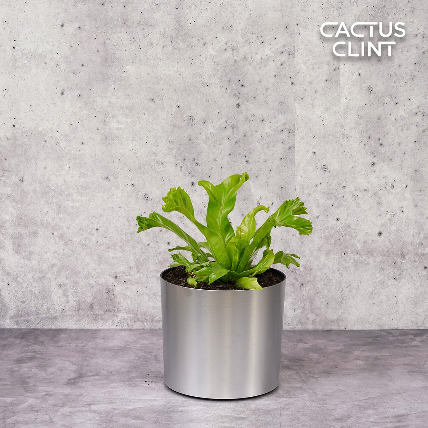 Bird’s Nest Leslie Fern | Cactus Clint