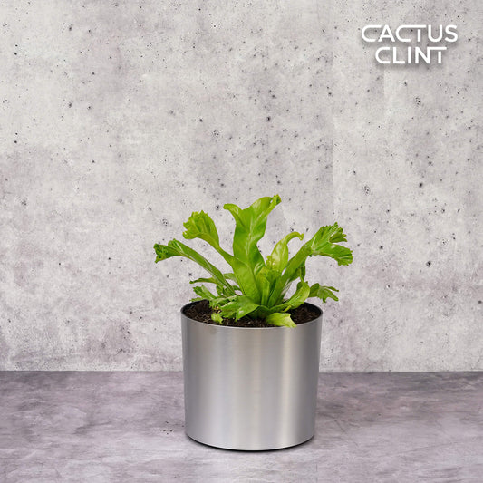 Bird’s Nest Leslie Fern | Cactus Clint