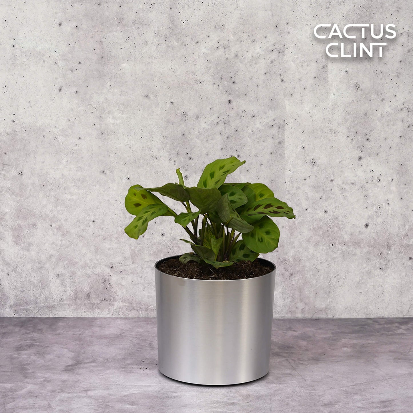 Maranta 'Leuconeura' | Cactus Clint