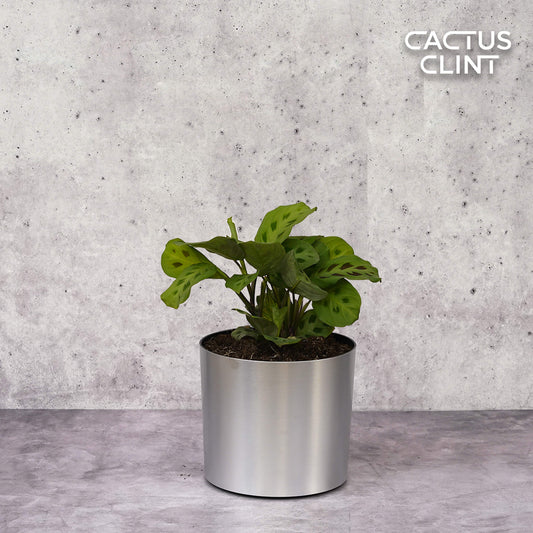 Maranta 'Leuconeura' | Cactus Clint