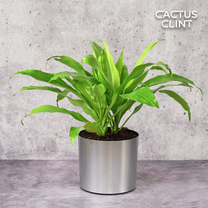 Dracaena 'Lime Light'