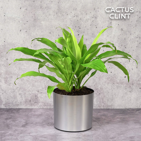 Dracaena 'Lime Light' | Cactus Clint