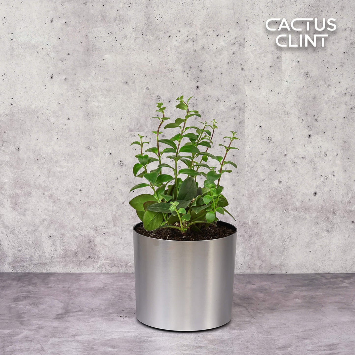 Lipstick Plant | Cactus Clint
