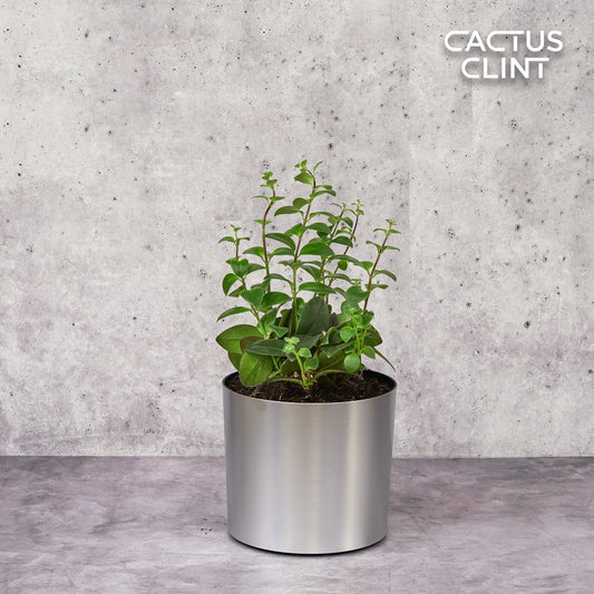 Lipstick Plant | Cactus Clint
