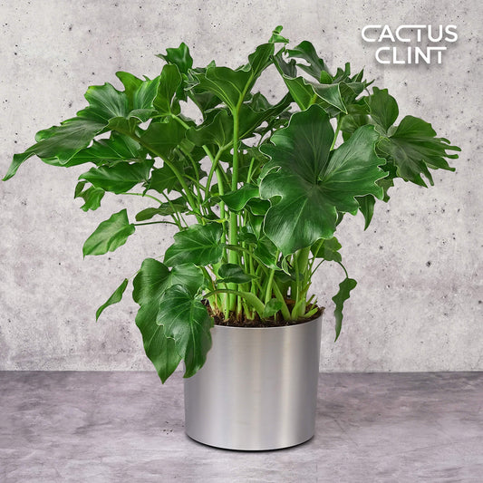 Philodendron ‘Little Hope' | Cactus Clint