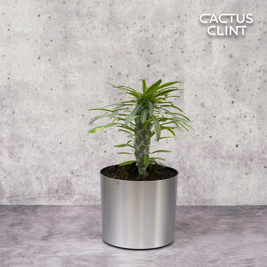 Pachypodium 'lamerei' (Madagascar Palm) | Cactus Clint