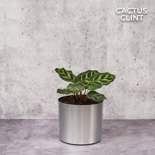 Calathea 'Makoyana' | Cactus Clint