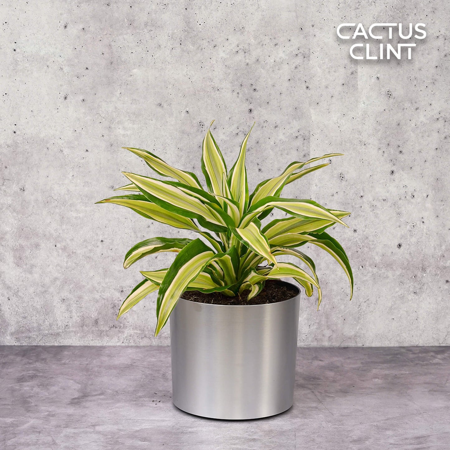 Dracaena 'Malaika' | Cactus Clint