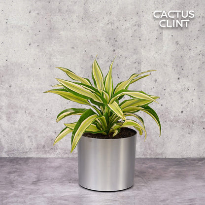 Dracaena 'Malaika'