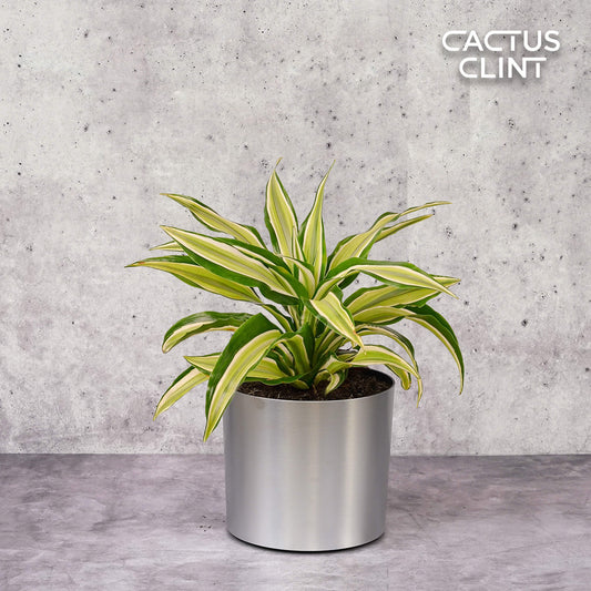 Dracaena 'Malaika' | Cactus Clint