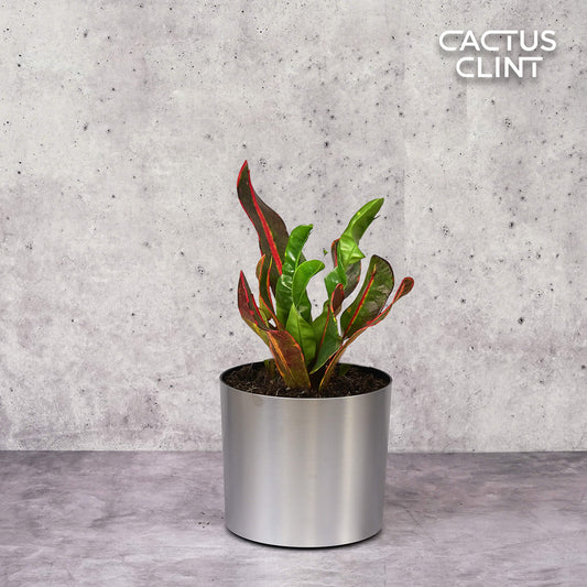 Croton 'Mammy' | Cactus Clint