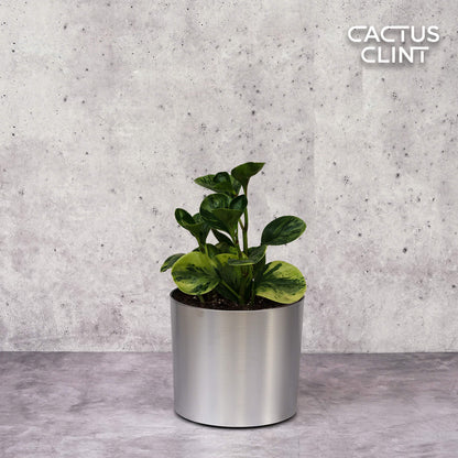 Peperomia 'Marble'