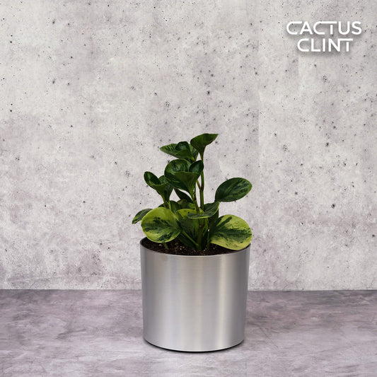 Peperomia 'Marble' | Cactus Clint