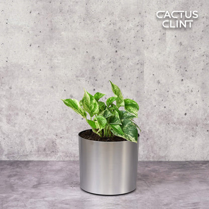 Pothos 'Marble Queen'