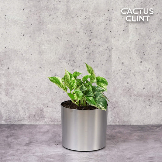 Pothos 'Marble Queen' | Cactus Clint